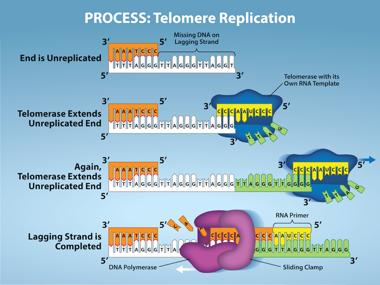 DNA Replication In Eukaryotes Biology 2e Part I 2nd Edition