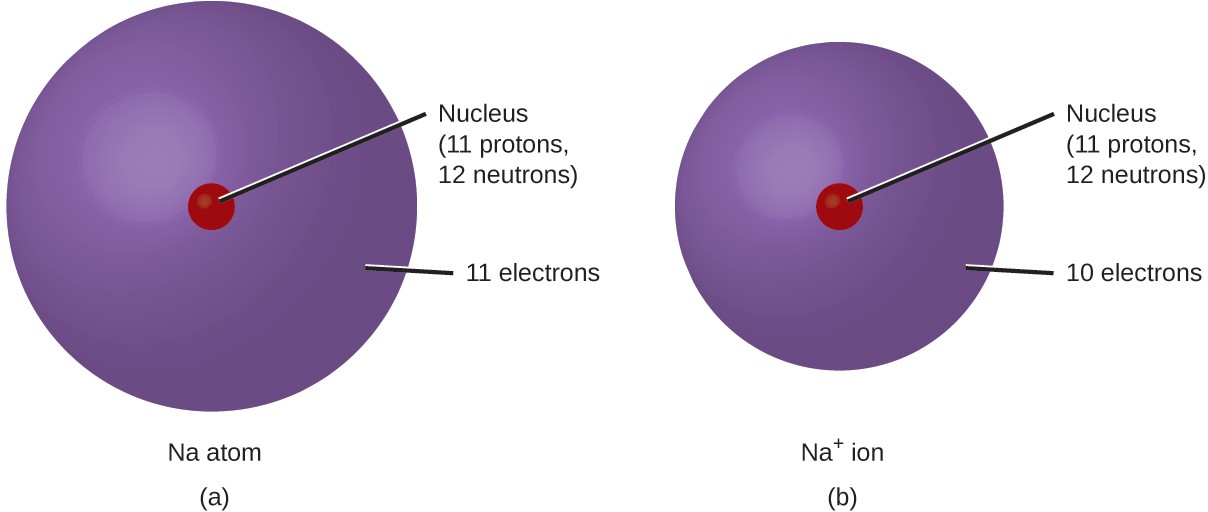 Figure A shows a sodium atom, N a, which has a nucleus containing 11 protons and 12 neutrons. The atom’s surrounding electron cloud contains 11 electrons. Figure B shows a sodium ion, N a superscript plus sign. Its nucleus contains 11 protons and 12 neutrons. The ion’s electron cloud contains 10 electrons and is smaller than that of the sodium atom in figure A.
