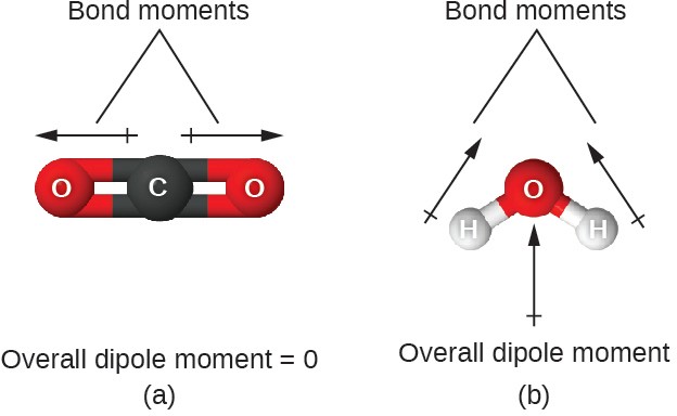 Two images are shown and labeled, “a” and “b.” Image a shows a carbon atom bonded to two oxygen atoms in a ball-and-stick representation. Two arrows face away from the center of the molecule in opposite directions and are drawn horizontally like the molecule. These arrows are labeled, “Bond moments,” and the image is labeled, “Overall dipole moment equals 0.” Image b shows an oxygen atom bonded to two hydrogen atoms in a downward-facing v-shaped arrangement. An upward-facing, vertical arrow is drawn below the molecule while two upward and inward facing arrows are drawn above the molecule. The upper arrows are labeled, “Bond moments,” while the image is labeled, “Overall dipole moment.”
