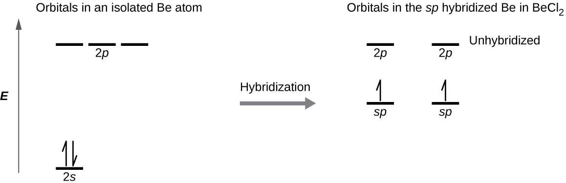 A diagram is shown in two parts, connected by a right facing arrow labeled, “Hybridization.” The left diagram shows an up-facing arrow labeled, “E.” To the lower right of the arrow is a short, horizontal line labeled, “2 s,” that has two vertical half-arrows facing up and down on it. To the upper right of the arrow are a series of three short, horizontal lines labeled, “2 p.” Above these two sets of lines is the phrase, “Orbitals in an isolated B e atom.” The right side of the diagram shows two short, horizontal lines placed halfway up the space and each labeled, “s p.” An upward-facing half arrow is drawn vertically on each line. Above these lines are two other short, horizontal lines, each labeled, “2 p.” Above these two sets of lines is the phrase, “Orbitals in the s p hybridized B e in B e C l subscript 2.”