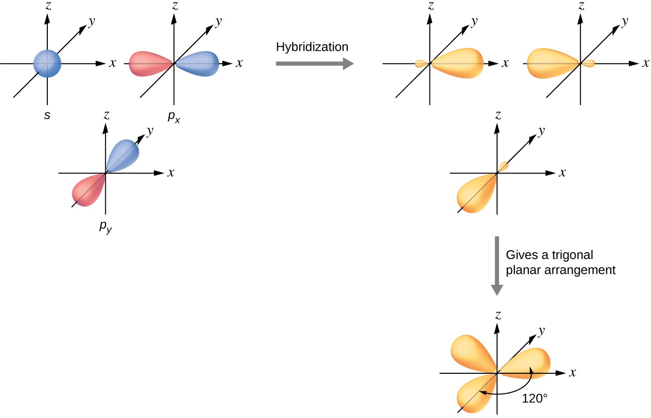 This shows a series of three diagrams with one on the left connected to one on the right by a right-facing arrow that is labeled, “Hybridization.” Below the one on the right is a downward-facing arrow labeled, “Gives a trigonal planar arrangement,” connecting to the last diagram. The first diagram shows a blue spherical orbital labeled “S” and then two red and blue, peanut-shaped orbitals, each placed on an X, Y, Z axis system, labeled “P subscript x” and “P subscript y.” The two red and blue orbitals are located on the x and z axes, respectively. The second diagram shows the three orbitals again on an X, Y, Z axis system, but they are yellow and have one enlarged lobe and one smaller lobe. Each lies in a different axis in the drawing. The third diagram shows the same three orbitals, but their smaller lobes now overlap while their larger lobes are located at and labeled as “120 degrees” from one another.