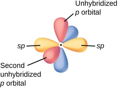 A diagram of a carbon atom with two balloon-like purple orbitals labeled, “sp” arranged in a linear fashion around it is shown. Four red balloon-like orbitals are aligned in pairs in the y and z axes around the carbon and are labeled, “unhybridized p orbital,” and, “Second unhybridized p orbital.”