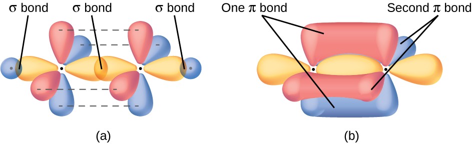 Two diagrams are shown and labeled, “a” and “b.” Diagram a shows two carbon atoms with two purple balloon-like orbitals arranged in a plane around each of them, and four red balloon-like orbitals arranged along the y and z axes perpendicular to the plane of the molecule. There is an overlap of two of the purple orbitals in between the two carbon atoms. The other two purple orbitals that face the outside of the molecule are shown interacting with spherical blue orbitals from two hydrogen atoms. Diagram b depicts a similar image to diagram a, but the red, vertical orbitals are interacting above and below and to the front and back of the plane of the molecule to form two areas labeled, “One pi bond,” and, “Second pi bond,” each respectively.
