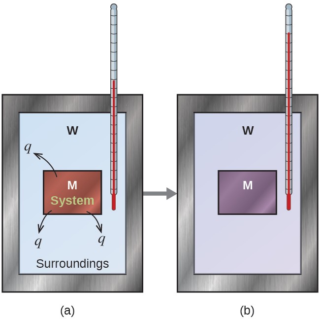 Two diagrams are shown and labeled a and b. Each diagram is composed of a rectangular container with a thermometer inserted inside from the top right corner. Both containers are connected by a right-facing arrow. Both containers are full of water, which is depicted by the letter “W,” and each container has a square in the middle which represents a metal which is labeled with a letter “M.” In diagram a, the metal is drawn in brown and has three arrows facing away from it. Each arrow has the letter “q” at its end. The metal is labeled “system” and the water is labeled “surroundings.” The thermometer in this diagram has a relatively low reading. In diagram b, the metal is depicted in purple and the thermometer has a relatively high reading.