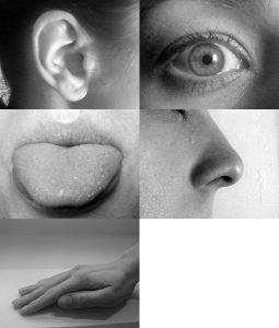 ”Five_senses.jpg” by Allan-Hermann Pool is licensed under CC BY-SA 4.0 Photo collage showing sensory organs