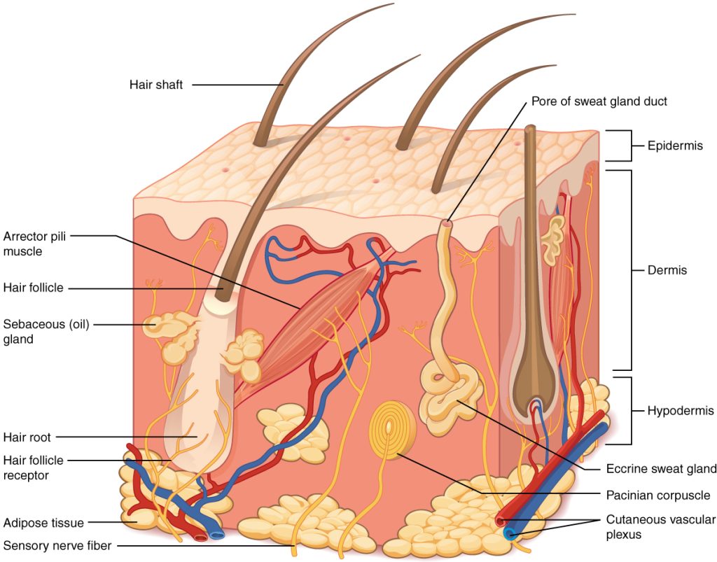 “501 Structure of the skin.jpg” by OpenStax College is licensed under CC BY 3.0. Access for free at https://openstax.org/books/anatomy-and-physiology/pages/5-1-layers-of-the-skin Image showing layers of the skin