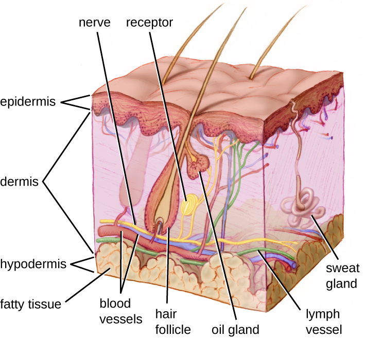 “OSC_Microbio_17_02_Skin.jpg” by CNX OpenStax is licensed under CC BY 4.0. Access for free at https://openstax.org/books/microbiology@9.8/pages/17-1-physical-defenses. Image showing layers of skin, with labels