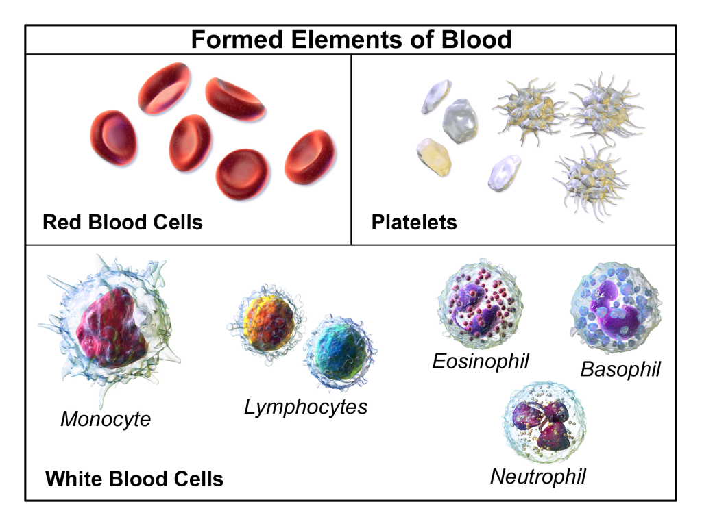 “Blausen_0425_Formed_Elements.png” by BruceBlaus.com staff is licensed under CC BY 3.0 Image showing formed elements of blood