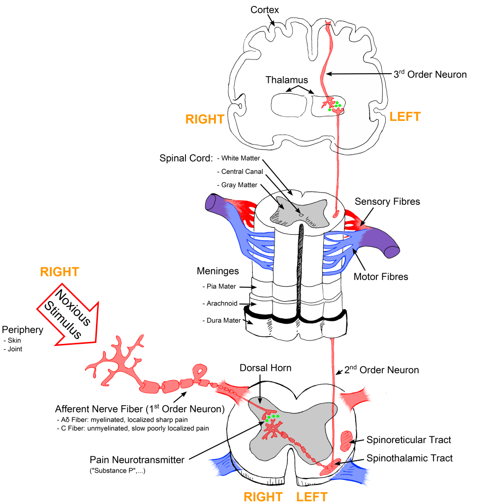 Pain Transmission ("Sketch colored final.png" by Bettina Guebeli is licensed under CC BY-SA 4.0) Illustration showing pain transmission from brain to nerves