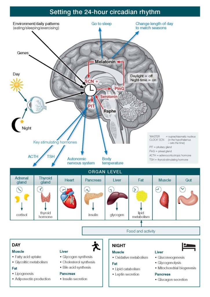 “The_master_circadian_clock_in_the_human_brain.jpg” by Ian B. Hickie, Sharon L. Naismith, Rébecca Robillard, Elizabeth M. Scott, and Daniel F. Hermens is licensed under CC BY 3.0 Illustration demonstrating the setting of the 24 hour circadian rhythm
