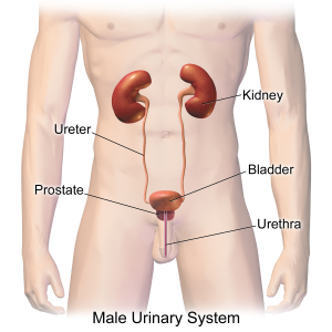 “Urinary_System_(Male).png” by BruceBlaus is licensed under CC BY-SA 4.0 Image showing Male urinary system, with labels