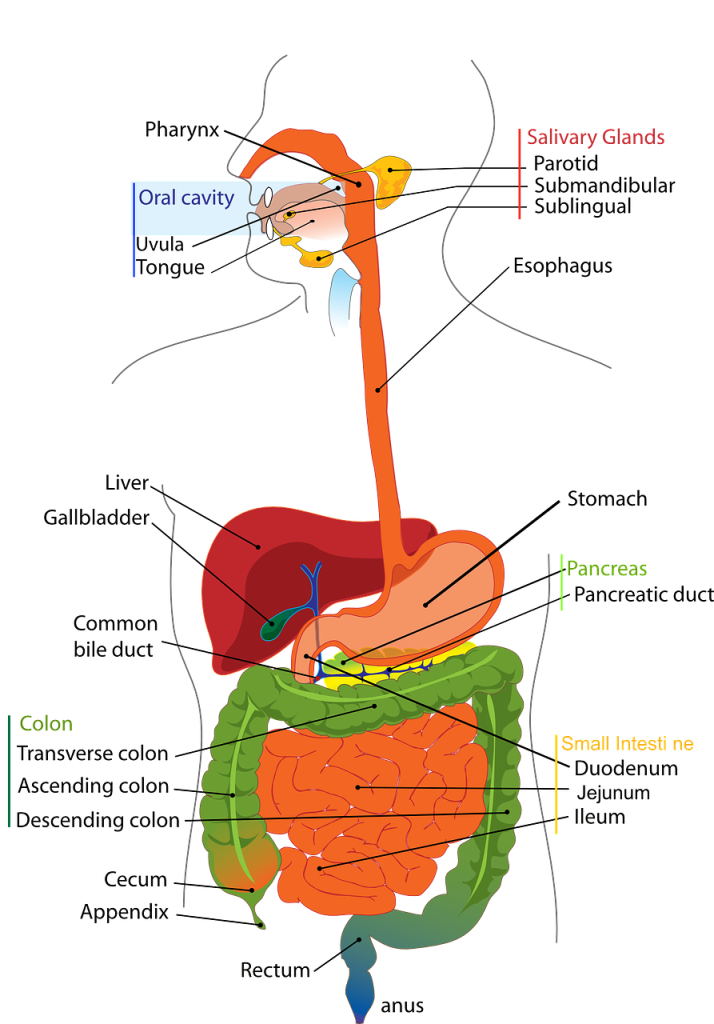 “Digestive-41529_1280.png” by Clker-Free-Vector-Images is licensed under CC0 Illustration showing The Gastrointestinal System, with labels