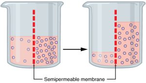 “0307_Osmosis.jpg” by OpenStax is licensed under CC BY 4.0. Access for free at https://openstax.org/books/anatomy-and-physiology/pages/3-1-the-cell-membrane Image showing osmosis between two containers with semipermeable membranes