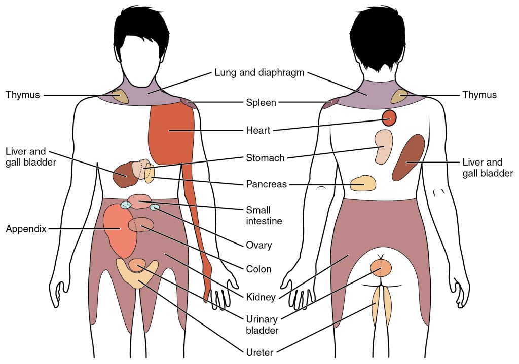 “1506_Referred_Pain_Chart.jpg” by OpenStax College is licensed under CC BY 3.0. Access for free at https://cnx.org/contents/C650g-ah@2/Autonomic-Reflexes-and-Homeostasis Illustration showing common sites of referred pain on a human figure, with labels