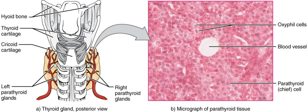 “1814_The_Parathyroid_Glands.jpg” by OpenStax College is licensed under CC BY 3.0. Access for free at https://openstax.org/books/anatomy-and-physiology/pages/17-5-the-parathyroid-glands Illustration and micrograph showing parathyroid glands
