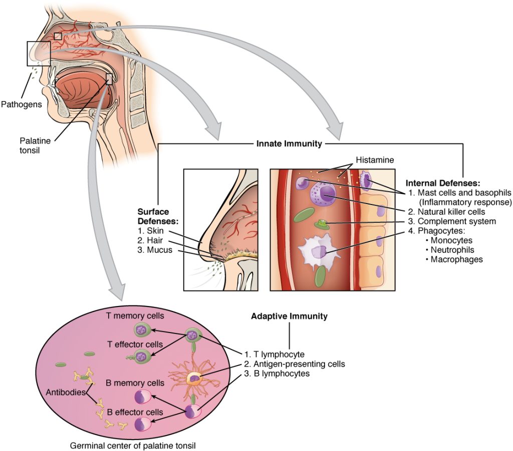 “2211_Cooperation_Between_Innate_and_Immune_Responses.jpg” by OpenStax College is licensed under CC BY 3.0 Image showing innate immunity and specific adaptive immunity that occurs in response to a pathogen entering the body through the nose
