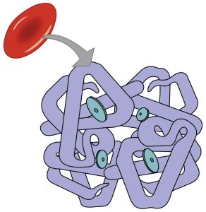 “2322_Fig_23.33-a.jpg” by OpenStax College is licensed under CC BY 3.0. image of hemoglobin protein within a red blood cell with four sites for carrying oxygen molecules