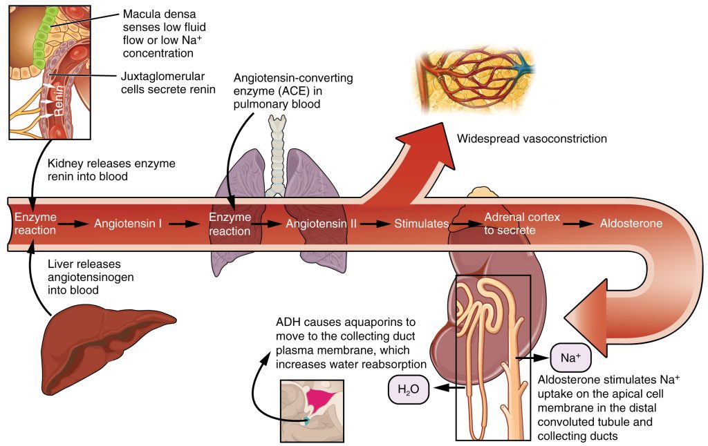“2626_Renin_Aldosterone_Angiotensin.jpg” by OpenStax College is licensed under CC BY 3.0. Access for free at https://openstax.org/books/anatomy-and-physiology/pages/25-4-microscopic-anatomy-of-the-kidney Image showing Renin Angiotensin Aldosterone System (RAAS), with labels