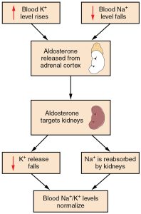 “2711_Aldosterone_Feedback_Loop-01.jpg” by OpenStax College is licensed under CC BY 3.0. Access for free at https://openstax.org/books/anatomy-and-physiology/pages/26-3-electrolyte-balance Image of a flow chart showing aldosterone feedback loop