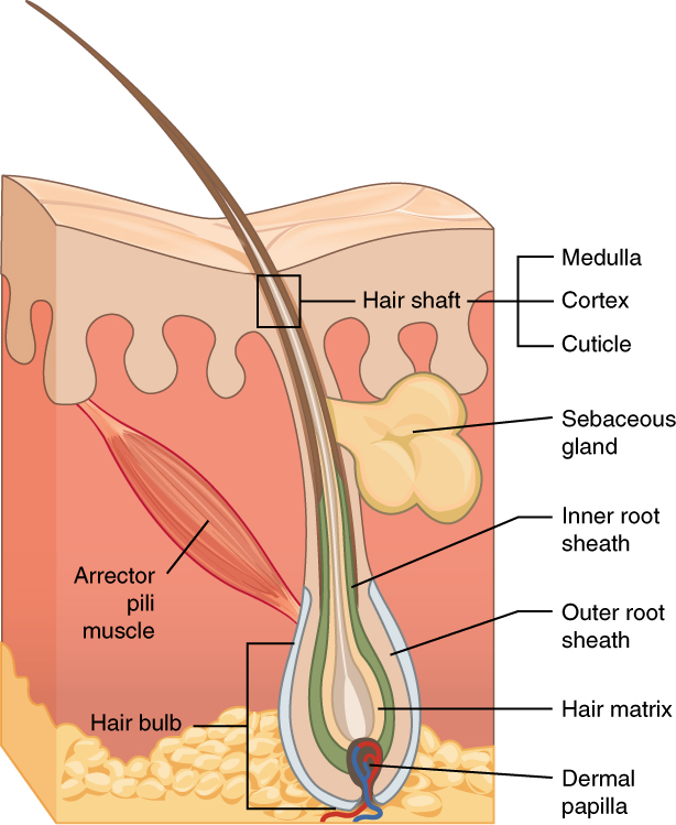 “Dermatomyositis15.jpg” by Elizabeth M. Dugan, Adam M. Huber, Frederick W. Miller, Lisa G. Rider is licensed under CC BY-SA 3.0 Image showing structure of hair follicle