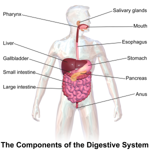 “Blausen_0316_DigestiveSystem.png” by Blausen.com staff is licensed under CC BY 3.0 Image showing gastrointestinal system, with labels
