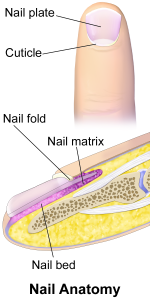 “Blausen_0406_FingerNailAnatomy.png” by BruceBlaus is licensed under CC BY 3.0 Image showing structure of nail bed