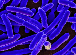 “E._coli_Bacteria_(16578744517).jpg” by NIAID is licensed under CC BY 2.0 Image showing e.coli bacteria