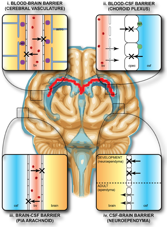 “Protective_barriers_of_the_brain.jpg” by Stolp HB, Liddelow SA, Sá-Pereira I, Dziegielewska KM and Saunders NR is licensed under CC BY-SA 3.0 Image showing the components of the blood-brain barrier, with labels