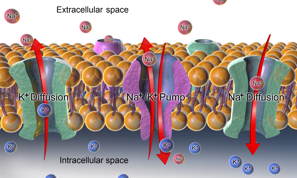 “Sodium-potassium_pump_and_diffusion.png” by BruceBlaus.com staff is licensed under CC BY 3.0 Image of diffusion and the sodium-potassium pump regulating sodium and potassium levels in the extracellular and intracellular compartments