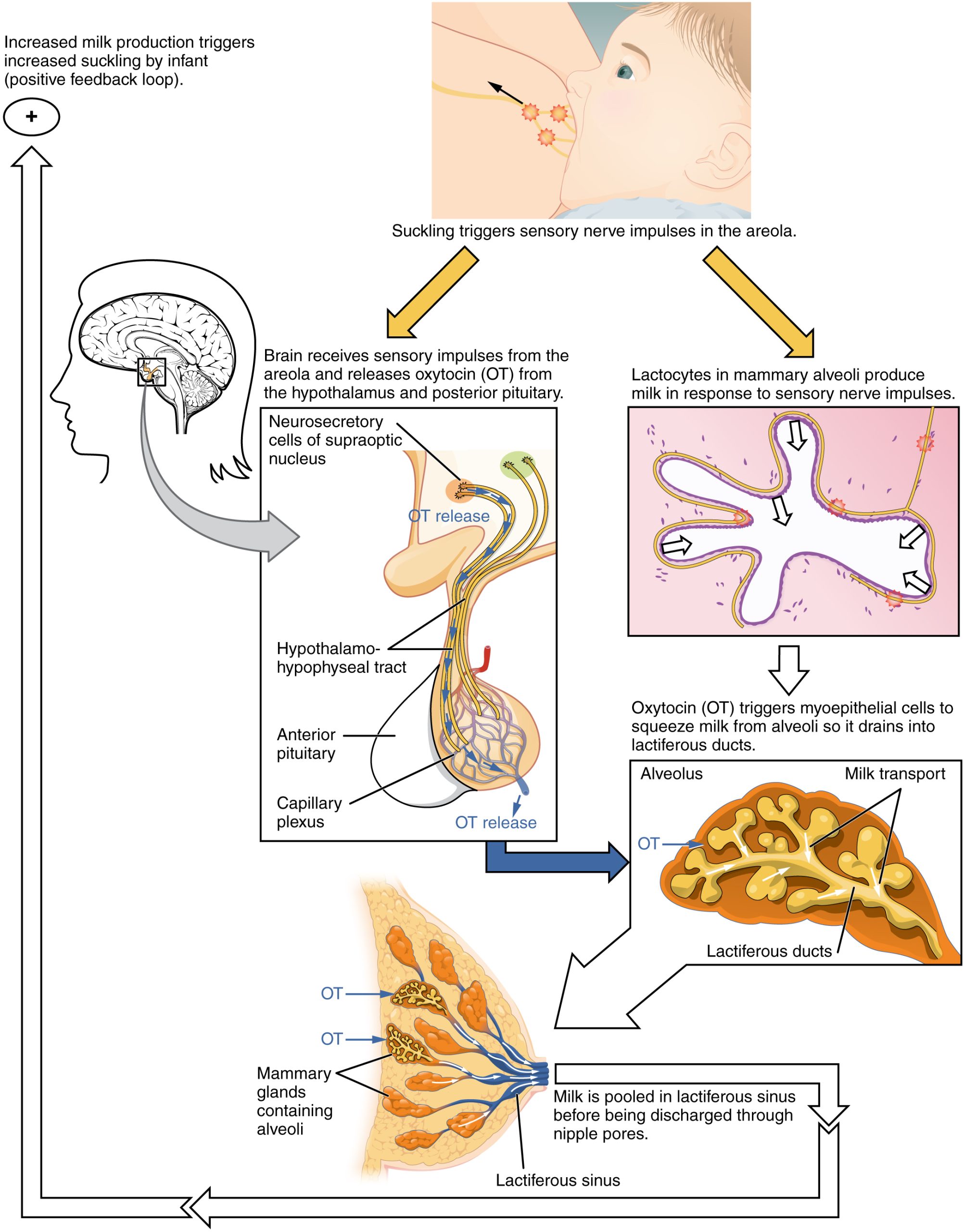 Diagram showing the feedback loop of hormonal stimulation that creates milk let-down in human breastfeeding
