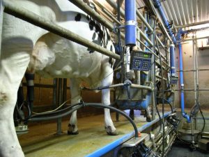 Image shows a cow being milked by an automatic milker machine
