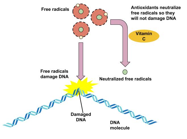 Diagram showing the role of antioxidants in neutralizing free radicals