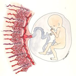 Watercolor drawing of a fetus with umbilical cord, amniotic sac, and placenta. A cross section of the placenta shows how the fetal circulation interfaces with the maternal system without the mixing of blood.