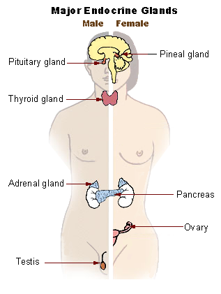 figure showing major endocrine glands: pineal gland, pituitary gland, thyroid gland, thymus, adrenal gland, pancreas, ovary, and testis