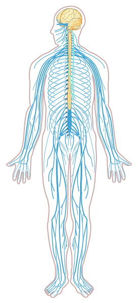 Illustration of the human body showing the nerves emanating from the brain and spinal cord branching throughout all of the body.