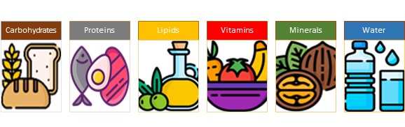 Image shows the six major nutrient classes: carbohydrates, proteins, lipids, vitamins, minerals, and water