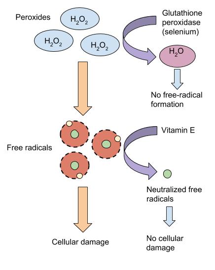 Diagram showing selenium's role in detoxifying free radicals in the human body