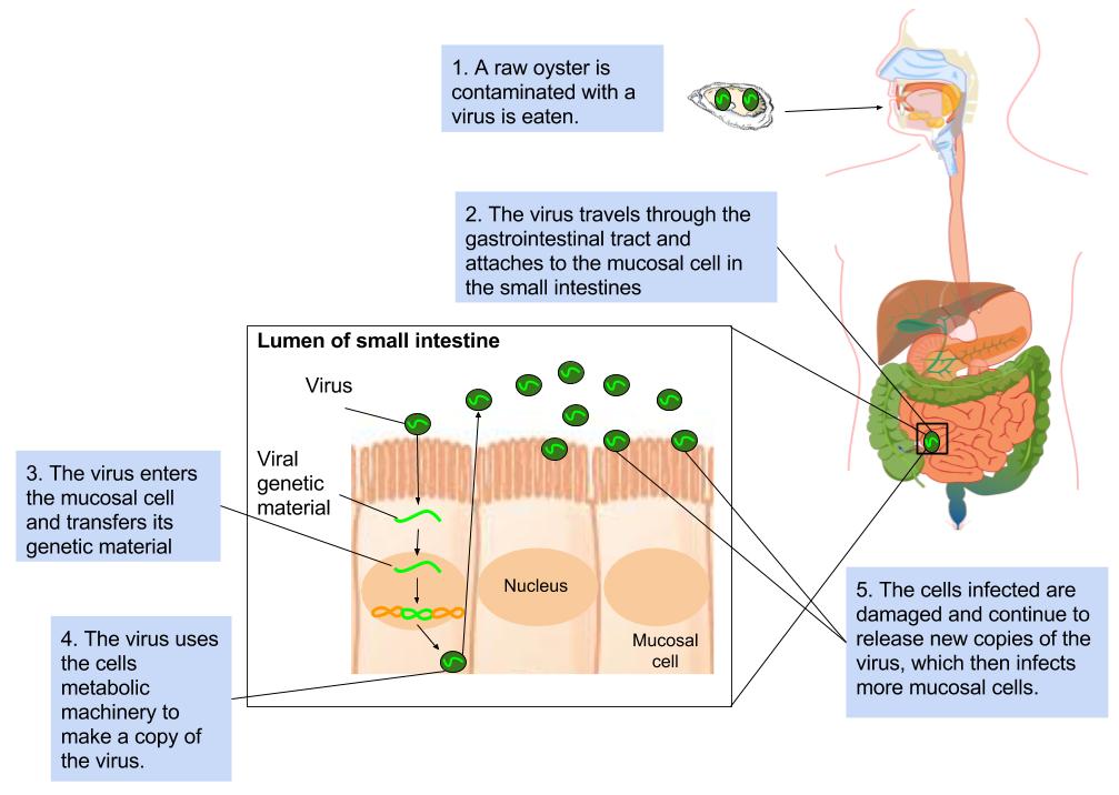 Drawing showing the pathways and actions of foodborne viruses in the human body