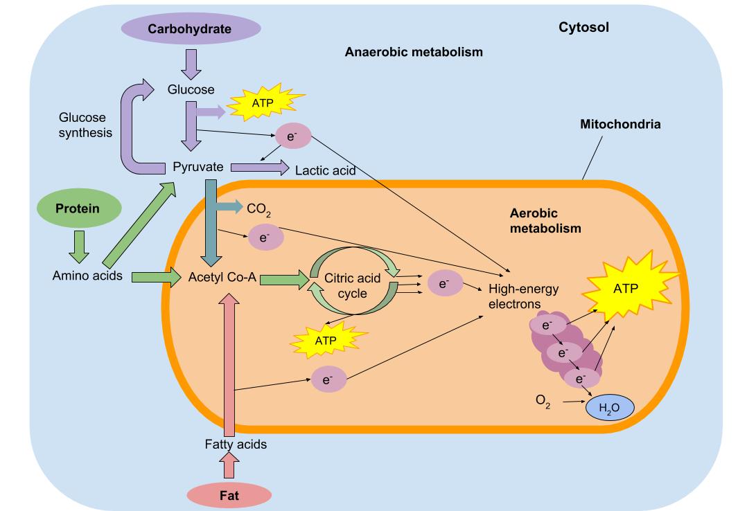 Diagram showing the differences in anaerobic and aerobic metabolism of ATP