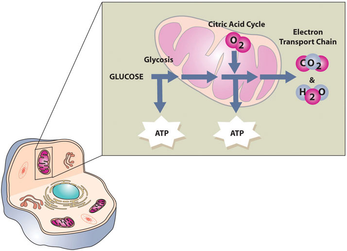 Diagram showing the process of cellular respiration.