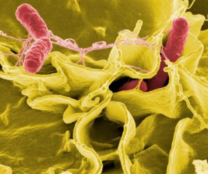 Image of salmonella bacteria invading an immune cell