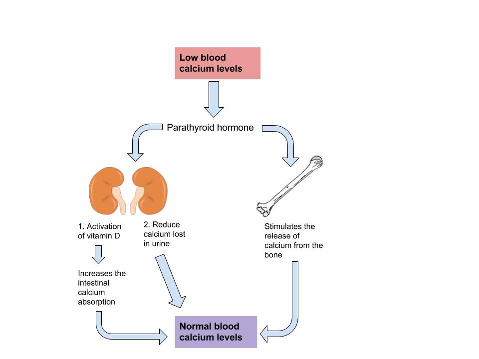 Diagram depicting the mechanism of maintaining blood calcium levels in the human body