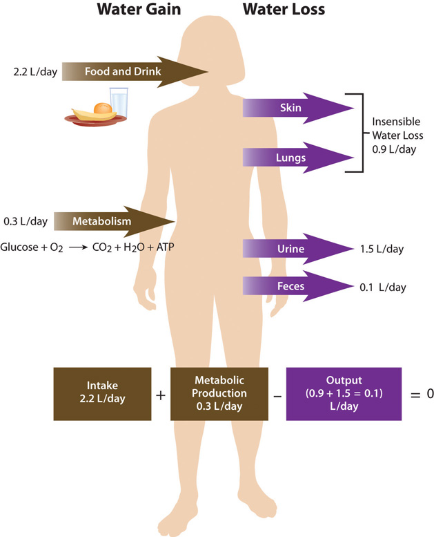 Graphic showing daily fluid gain and loss in humans