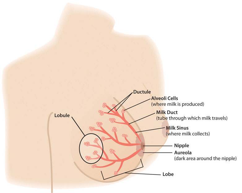 Image showing parts of the breast involved in milk production