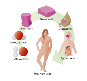 Graph of the levels of organization of the human body: atomic, molecular, cellular, tissue, organ, systemic, and organism
