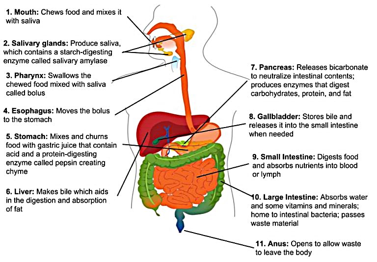 Illustration shows a diagram of the human digestive system.