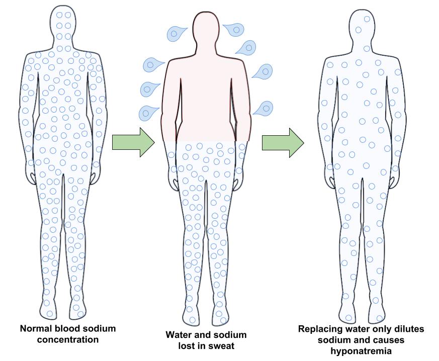 Drawing showing the effect of exercise on sodium levels in the human body