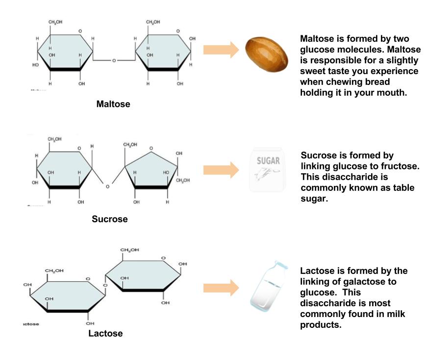 Maltose, Sucrose, Lactose diagrams