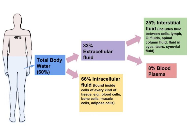 Illustration of the percentage and distribution of water in the human body