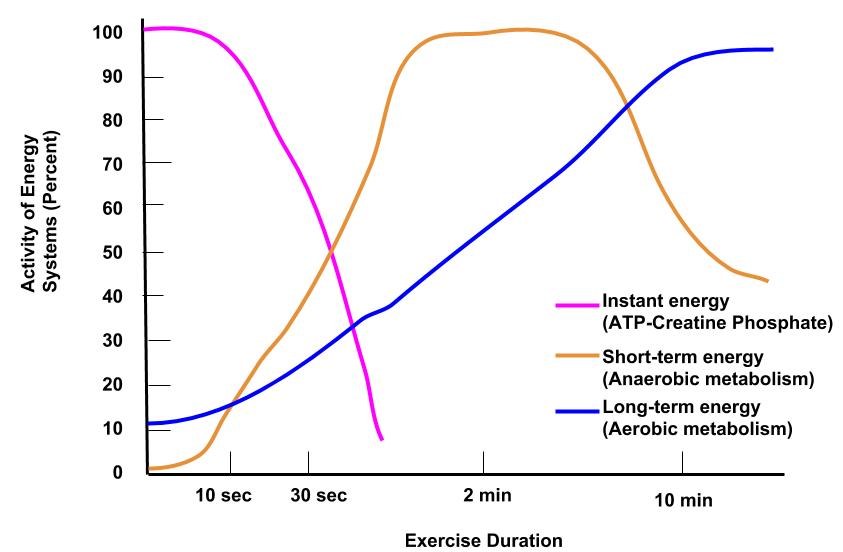 Line graph depicts the effect of exercise duration on energy systems